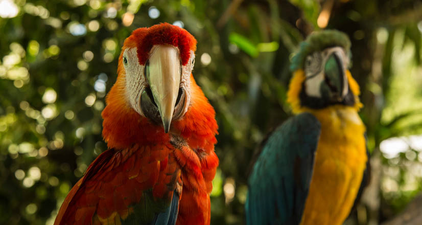Guacamayos de colores en Tambopata